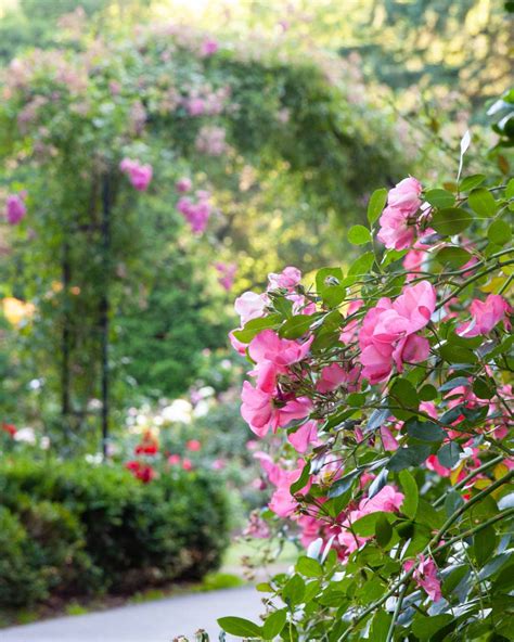 Six Dreamy Plants to Make Your Cottage Core Garden a Reality