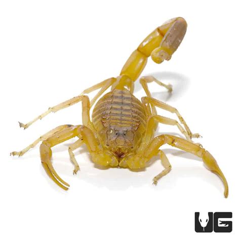 Death Stalker Scorpion (Leiurus quinquestriatus) For Sale- Underground ...