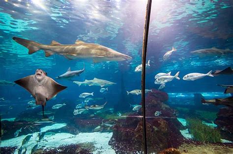 Barcelona Aquarium - Info & Tickets l'Aquarium