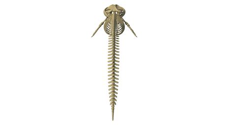 Fin Whale Skeleton 3D Model $99 - .3dm .3ds .c4d .lwo .max .ma .obj ...