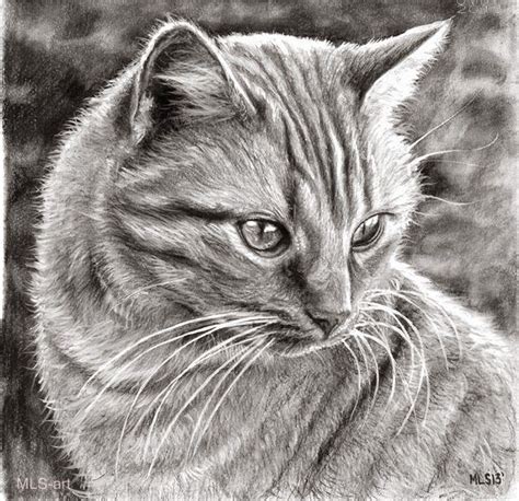 cat-hyper-realistic-color-pencil-drawing9.jpg (600×580) | Croquis de ...