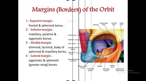 The Orbital Cavity Anatomy - YouTube