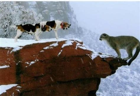 Walker Hounds with mountain lion. | Hounds and Some Horses | Pinterest | Walker hound, Awesome ...