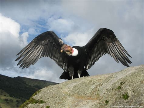 Interesting facts about Andean condors | Just Fun Facts