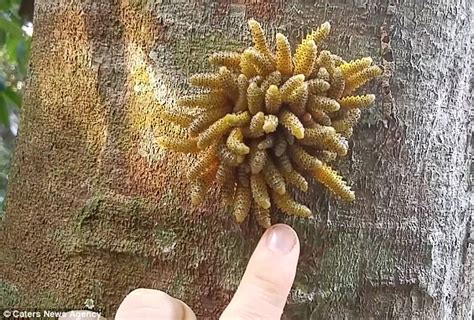 Creepy video shows mass of sawfly larvae twitching | Daily Mail Online