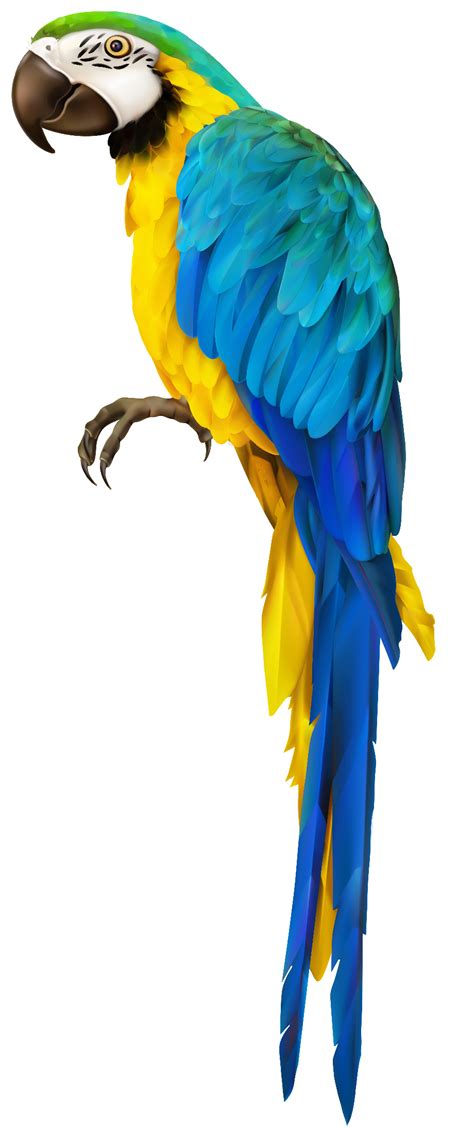 Download High Quality parrot clipart transparent background Transparent PNG Images - Art Prim ...