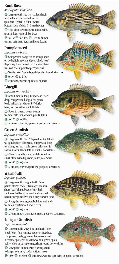 Lake Michigan Fish Species Chart