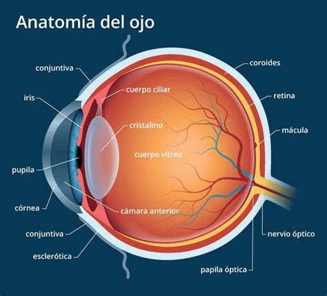 Prestado Alérgico himno Nacional anatomia oftalmica domesticar Barbero Tamano relativo