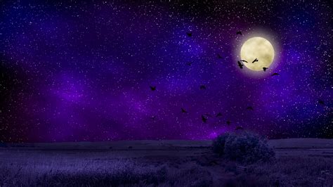 full moon, starry sky, birds, night, photoshop, 4k HD Wallpaper