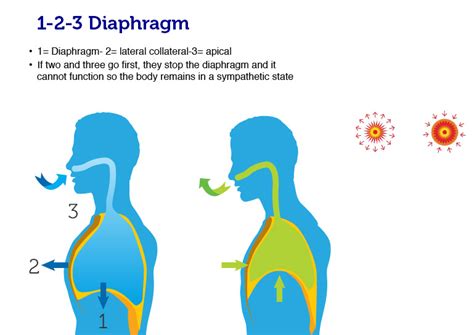 How to breathe using your diaphragm | Dr. Tom Nelson