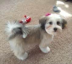 13 Havapoo haircuts ideas | havanese puppies, havanese dogs, puppies