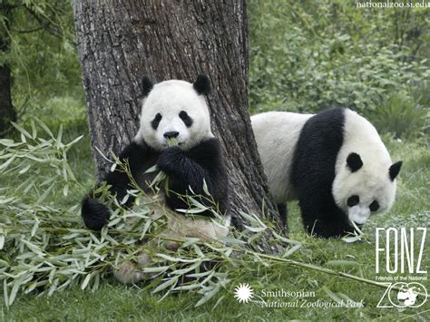 Yayasan Sanctuary: Panda " The Chinese Animal