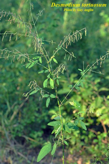 Desmodium tortuosum - Photos - ISB: Atlas of Florida Plants - ISB ...