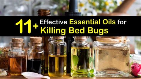 11+ Effective Essential Oils for Killing Bed Bugs