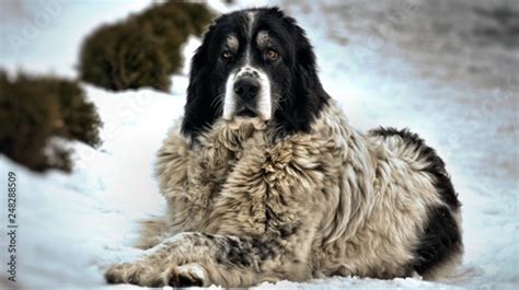 Bucovina Shepherd Dog - Buy this stock photo and explore similar images ...