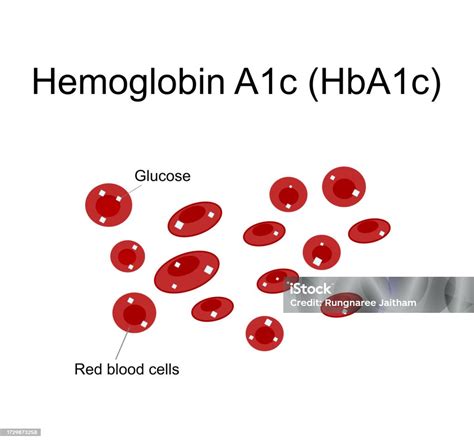 The Picture Represents A Diagram Of Hemoglobin A1c That Shows Hemoglobin Of Red Blood Cell Are ...