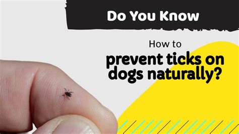 How to prevent ticks on dogs naturally? - DogsTicksandFleas.com