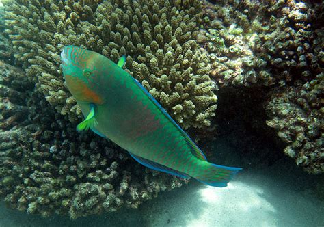 Parrot Fish | The Great Barrier Reef Australia