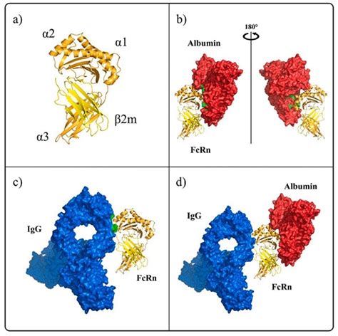 FcRn and its role as a therapeutic target