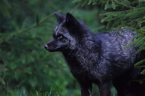 Black Foxes In 45 Pictures Showing The Beauty Is Hidden In Their Fur