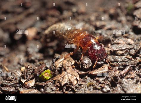 Ground beetle larvae british hi-res stock photography and images - Alamy