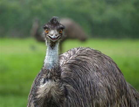 Fakta Burung Emu, Salah Satu Burung Terbesar Masih Hidup