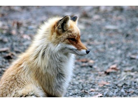 Rabid Fox Bites Gwinnett Woman | Lawrenceville, GA Patch