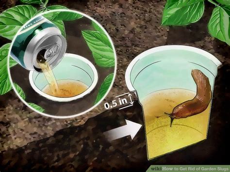 4 Ways to Get Rid of Garden Slugs - wikiHow