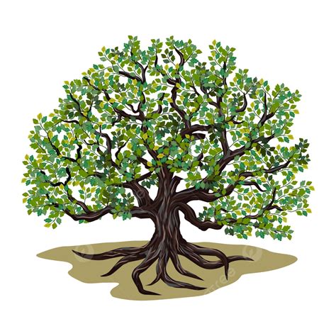 Oak Tree And Roots Illustrations, Oak Tree, Roots, Forest PNG and ...