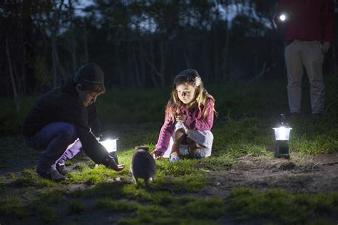 Moonlit Sanctuary Wildlife Conservation Park – Penguin Island Tours