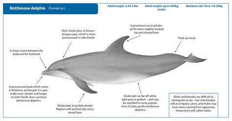 Bottlenose Dolphin Diagram