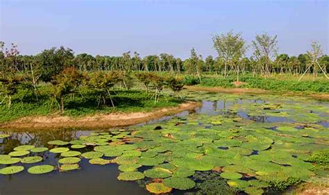 中国扬子鳄村 _中国扬子鳄村门票预订_侠客游特价酒店