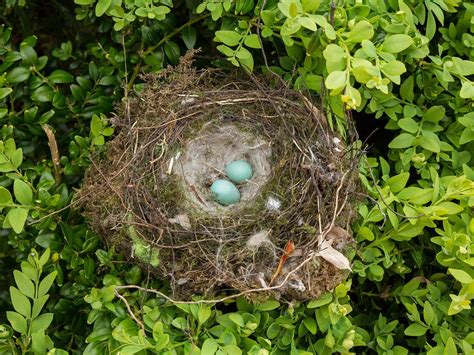 Dunnock Nesting: A Complete Guide | Birdfact