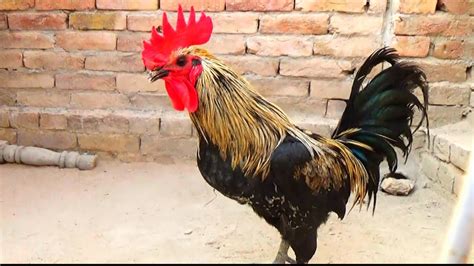 Rooster Crowing Loudly Sound Effect In The Morning - YouTube