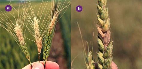 Fusarium Head Blight