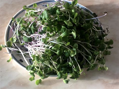 Radish microgreens 100g