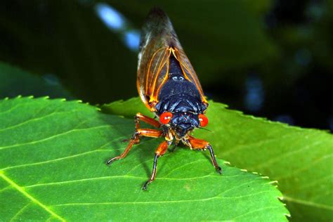 Index of /Ag/CritterFiles/casefile/insects/homoptera/cicadas