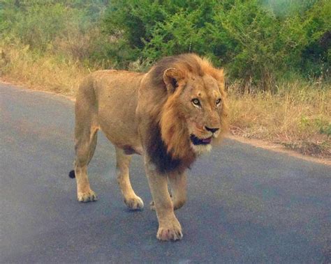 This Video Gives You A Close-Up Of Lions You Never Knew You Needed