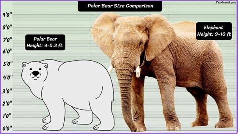 Polar Bear Size: How Big Are They? Compared With Others