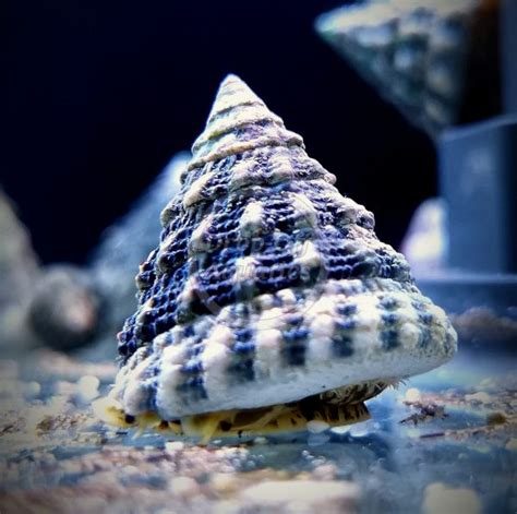 Spiny Astrea Snail - Drop Off Aquatics Buy Now Online