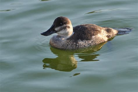 Female Ruddy Duck | Scene from Palo Alto Baylands | By: donjd2 | Flickr ...