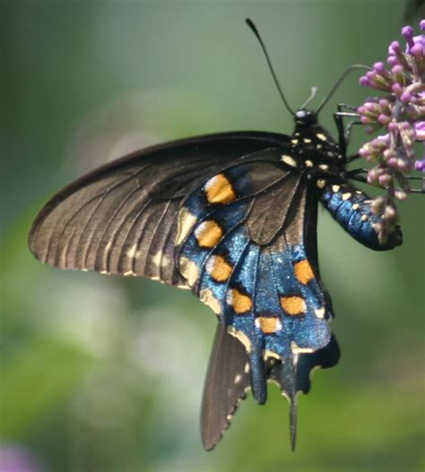 Pipevine Swallowtail