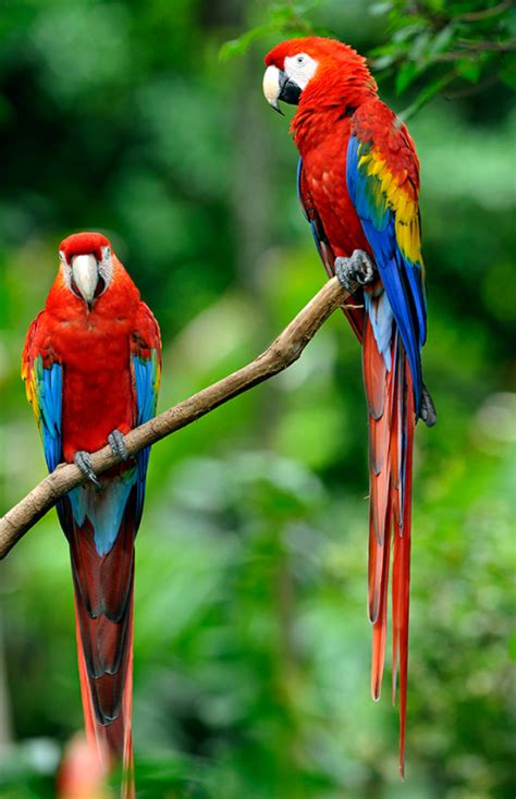 Aves de colores, Aves exóticas, Imágenes de pájaro