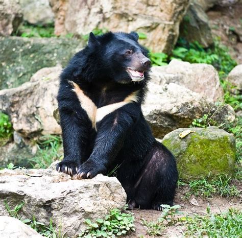 Asian Black Bear or Moon Bear (Ursus thibetanus) Southeast Asia | Black ...