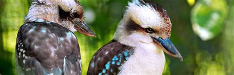 Laughing Kookaburra - Animal Facts and Information