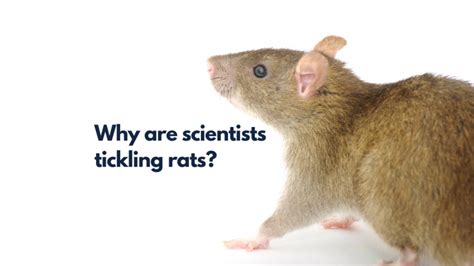 Why are scientists tickling rats? :: Understanding Animal Research