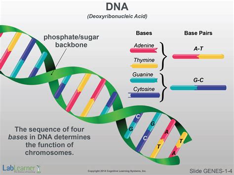 genes1-concept-s | LabLearnerOnline