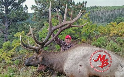 Biggest Bull Elk - Hunting Photos | goHUNT