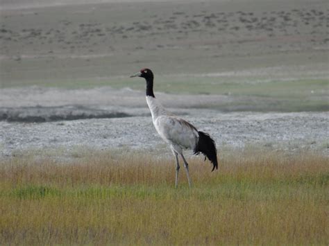 Ladakh wildlife tours, ladakh birds watching packages, birding in ...