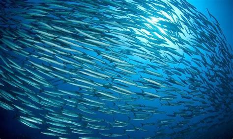 27 Incredible Underwater Pictures of Schooling Fish